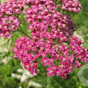 Achillea millefolium 'Cerise Queen' GM P9 BIO