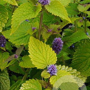 Agastache rugosa 'Golden Jubilee' GM P9 BIO