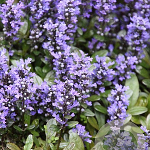 Ajuga reptans 'Chocolate Chips' GM P9 BIO