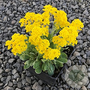 Alyssum saxatille GM P9 BIO