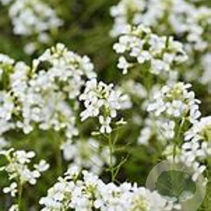 Arabis suendermannii GM P9 BIO