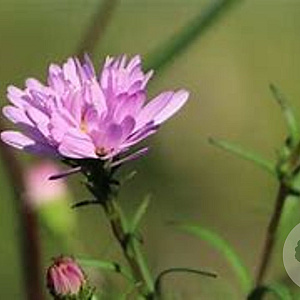 Aster 'Vasterival' GM P9 BIO