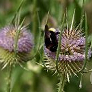 Dipsacus sativus GM P9 BIO
