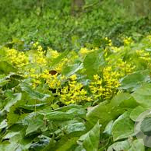 Epimedium pinnatum colchicum GM P9 BIO