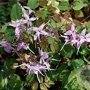 Epimedium youngianum 'Roseum' GM P9 BIO