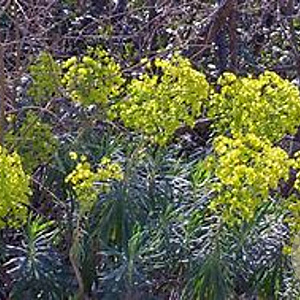 Euphorbia characias GM P9 BIO