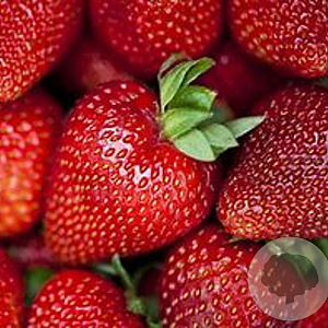 Fragaria a. 'Korona' GM P9 BIO