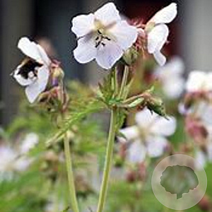 Geranium cantabrigiense 'St Ola' GM P9 BIO