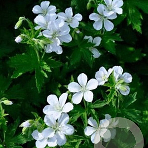 Geranium sylvaticum 'Album' GM P9 BIO