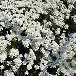Iberis sempervirens 'Snowflake' GM P9 BIO