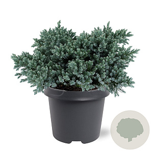 Juniperus squamata 'Blue Star' 25-30 cm 5,0L