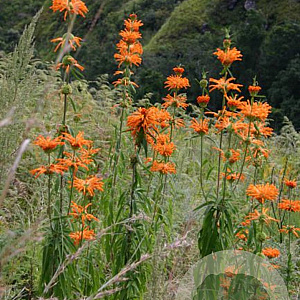 Leonotis leonurus GM P9 BIO