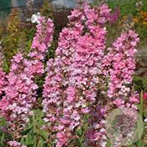 Lythrum salicaria 'Blush' GM P9 BIO
