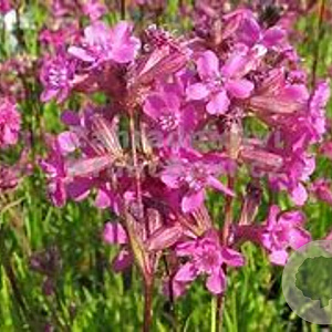 Lychnis viscaria 'Splendens' GM P9 BIO