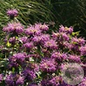 Monarda 'Rebecca' GM P9 BIO