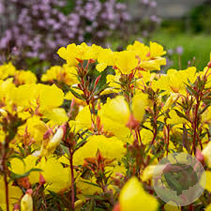 Oenothera fruticosa 'Fyrverkeri' GM P9 BIO