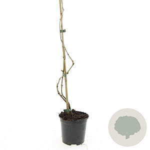 Parthenocissus quinquefolia GM P9 BIO