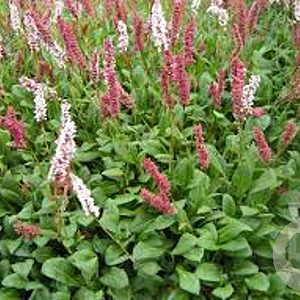 Persicaria affinis GM P9 BIO