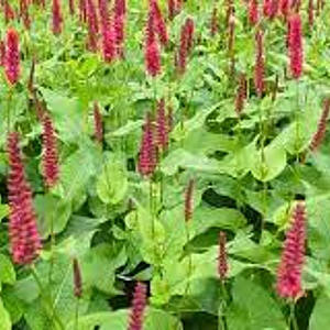 Persicaria amplexicaulis 'Inverleith' GM P9 BIO