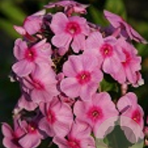 Phlox paniculata 'Argus' GM P9 BIO