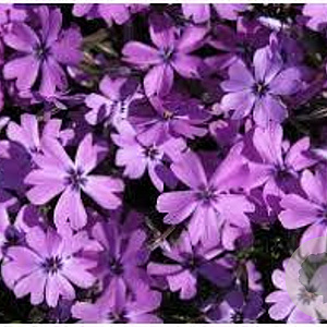 Phlox (S) 'Purple Beauty' GM P9 BIO