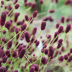 Sanguisorba 'Miss Elly' GM P9 BIO