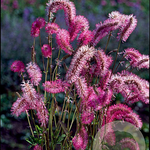 Sanguisorba obtusa GM P9 BIO