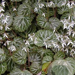 Saxifraga stolonifera GM P9 BIO