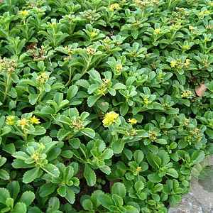 Sedum kamtschaticum GM P9 BIO