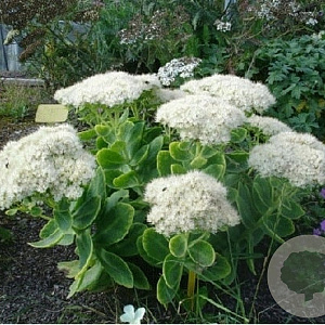 Sedum spectabile 'Iceberg' GM P9 BIO