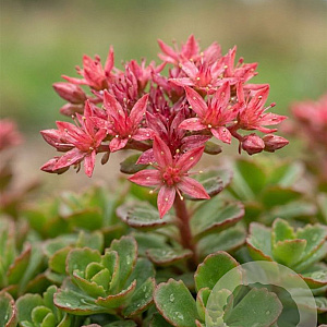 Sedum spurium 'Roseum' GM P9 BIO