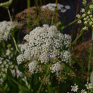 Sium latifolium GM P9 BIO