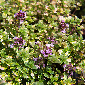 Thymus citriodorus 'Donne Valley' GM P9 BIO