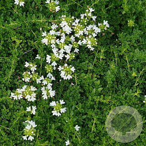 Thymus serpyllum 'Albus' GM P9 BIO