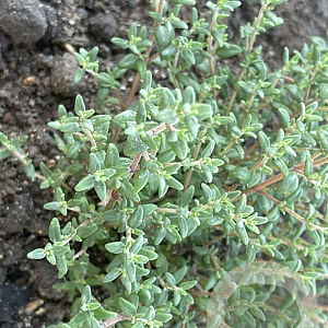 Thymus vulgaris 'Faustini' GM P9 BIO