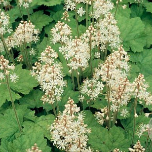 Tiarella cordifolia GM P9 BIO