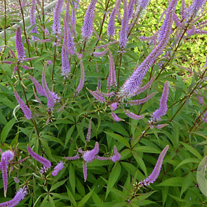 Veronicastrum virginicum 'Temptation' GM P9 BIO