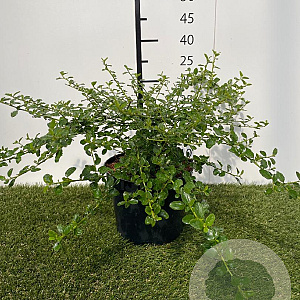 Ceanothus thyrsiflorus repens 25-30 cm 3,0L