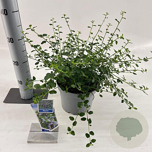 Ceanothus thyrsiflorus repens 25-30 cm 3,0L