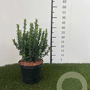 Euonymus jap. 'Green Spire' 25-30 cm 3,0L