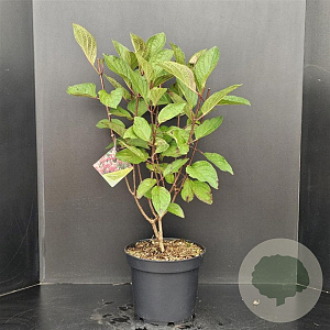 Hydrangea pan. Pinky Winky 50-60 cm 7,5L