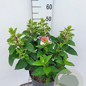 Hydrangea pan. Pinky Winky 50-60 cm 7,5L