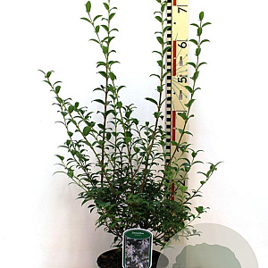 Osmanthus burkwoodii 25-30 cm 3,0L