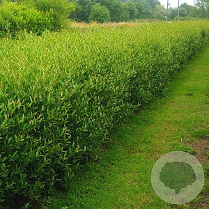 Phillyrea angustifolia 'Green Up' 30-40 cm 3,0L