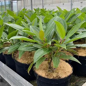 Viburnum davidii 30-40 cm 5,0L