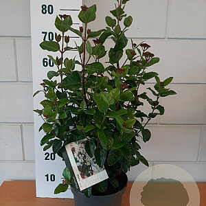 Viburnum tinus 'LisaRose' 30-40 cm 5,0L