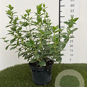 Viburnum tinus 30-40 cm 3,0L