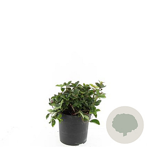 Cornus canadensis GM 2,0L