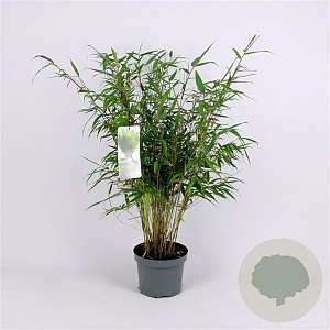 Fargesia robusta 'Pingwu' 80-100 cm 5,0L