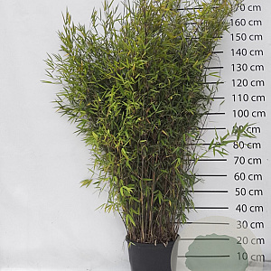 Fargesia nitida 'Black Pearl' 125-150 cm 15L